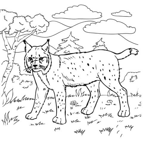 Bobcat In The Forest Coloring Page